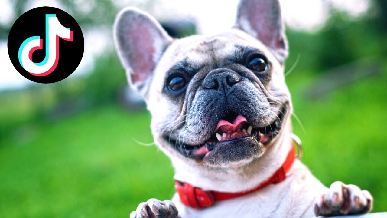 Super FUNNY DOG Videos from TikTok! #8 🐶 | Dog Lovers | SHORT & FUNNY Videos 🤣 #Shorts