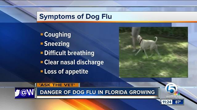 Dangers of dog flu growing in Florida