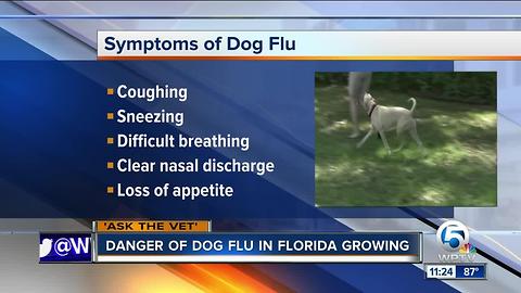 Dangers of dog flu growing in Florida