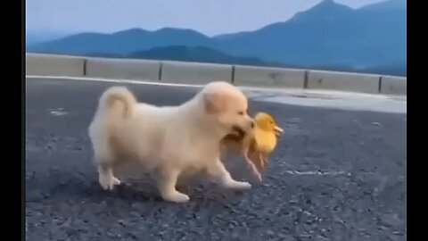 Hey Ma! I'm Taking The Duck For A Walk!