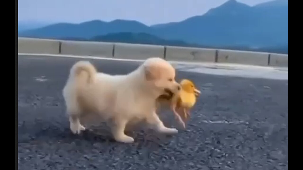 Hey Ma! I'm Taking The Duck For A Walk!