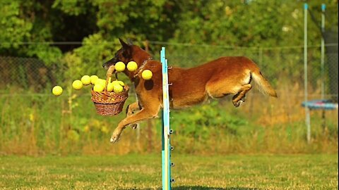 Impossible jump by dog in a few seconds ll Wow Amazing jump