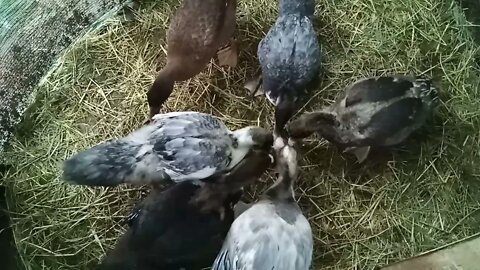 Muscovy and a Indian Runner ducklings, love their peas 23rd June 2021