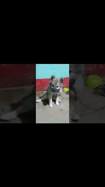 cute puppy sitting Down 🐈🔥🥰😭|#shorts #shortvideo #dogs #puppy