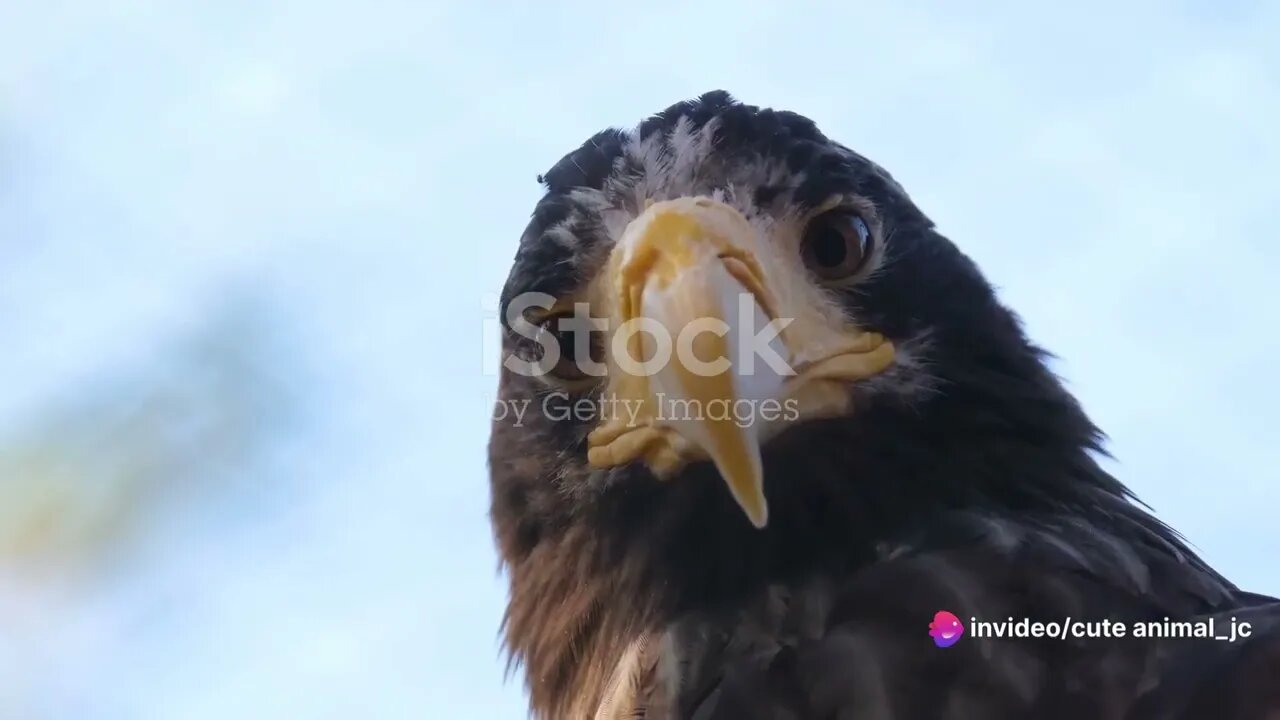 African Birds of Prey: Raptors and Hunters of the Sky