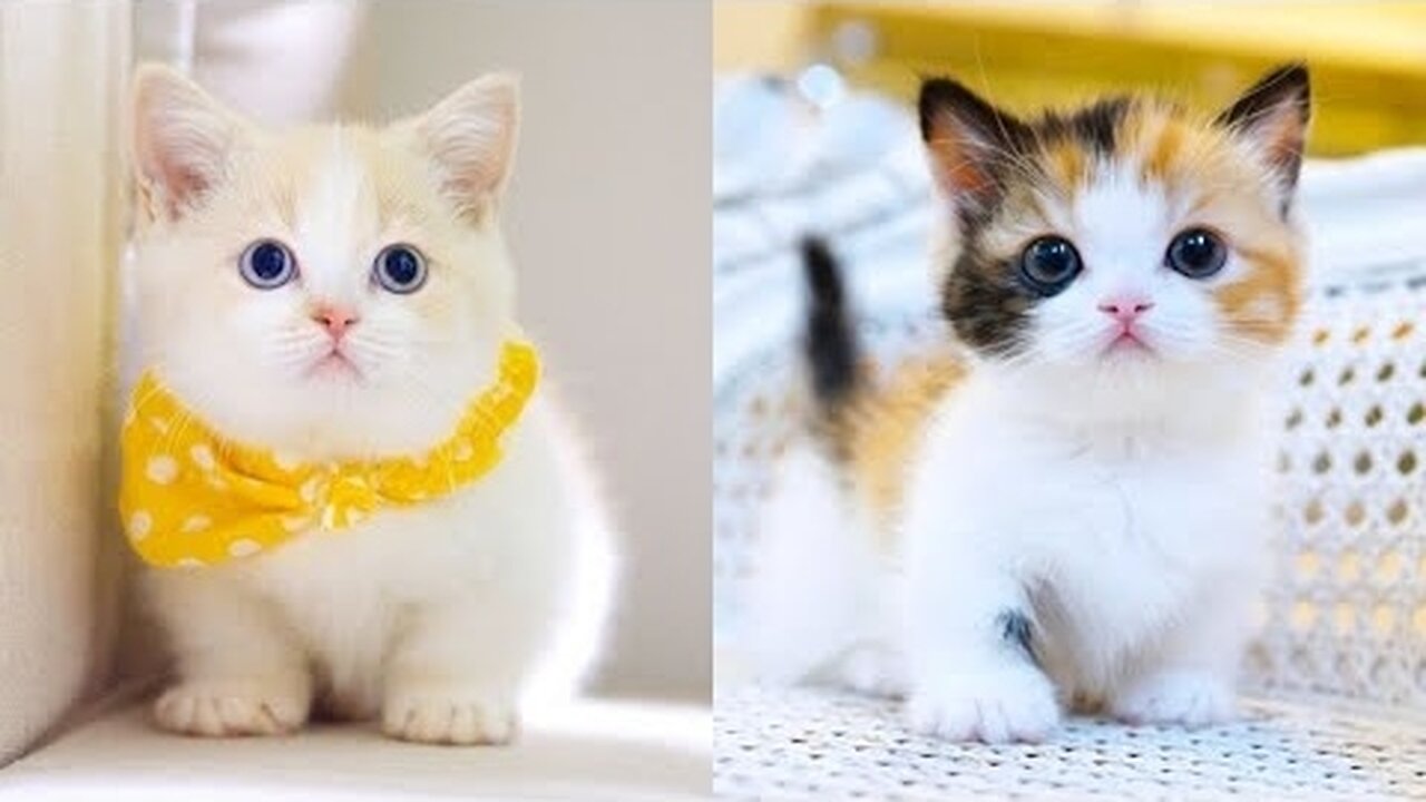 Cute Cat And Kitten