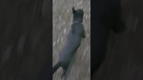 [2024-03-04] Bandit - My doggo [8TV2rUZMtO0]
