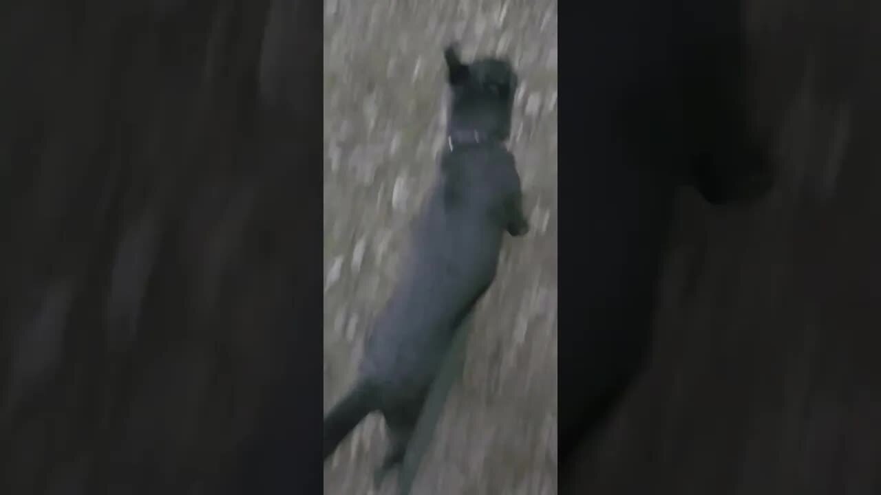 [2024-03-04] Bandit - My doggo [8TV2rUZMtO0]