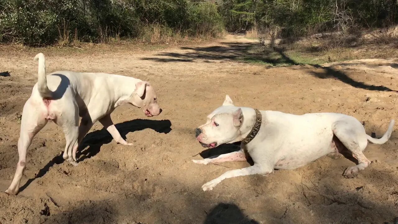 Dogo VS Dogo (and some Dobermans too) at "Church"