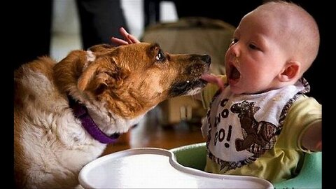 CATS and DOGS will make you LAUGH YOUR HEAD OFF - Funny CAT and DOG compilation #10