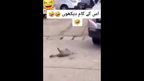 Duck funny acting 🤣