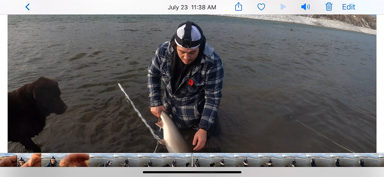 Peace river Bull trout