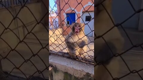 Angry monkey || funnyanimalvideo