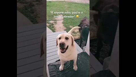 Dog invites friend over