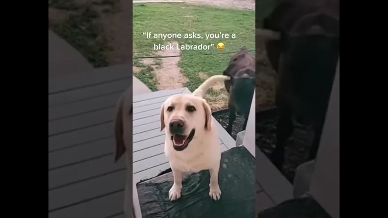 Dog invites friend over
