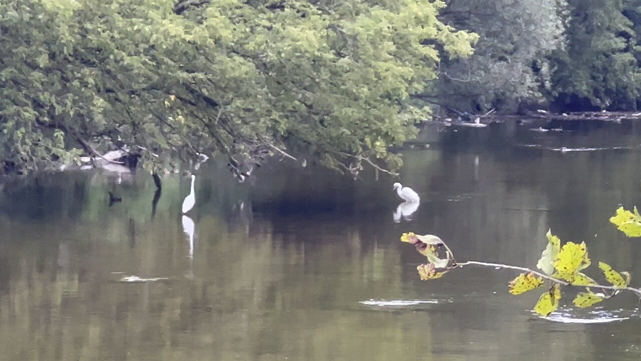 White Egrets socially distancing from your humble photographer