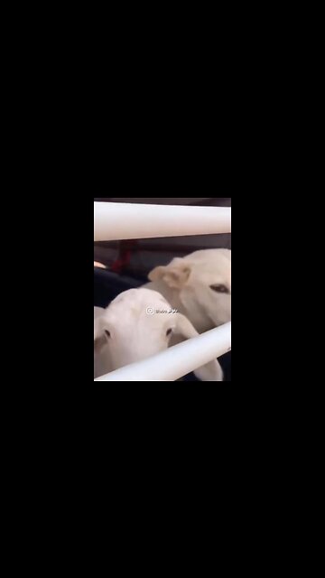 Day 3, still no suspicions