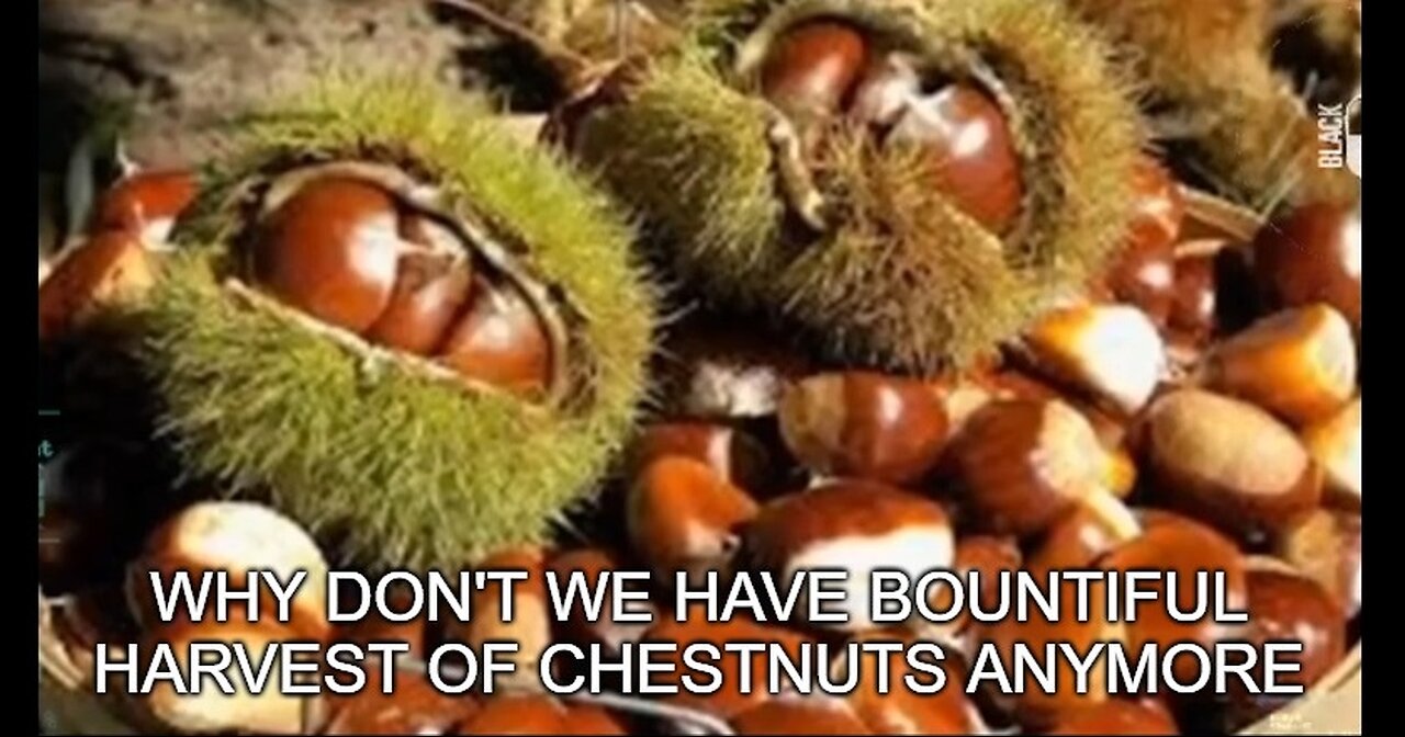 Whatever Happened To All The Chestnuts Roasting On An Open Fire? Thanks Jews