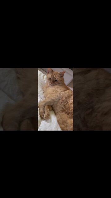 Waking my Dazed Cat up