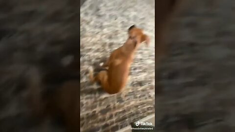 Dog Acts Like A Sibling tiktok hoodvineunrated