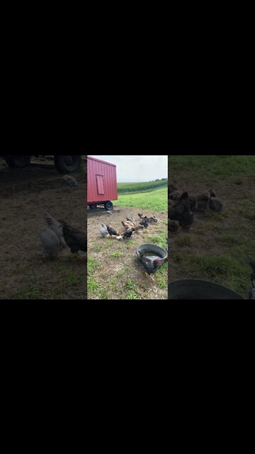 Chicken’s feeding in the pasture.