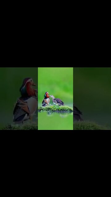 Natural beauty.! Bird #shorts #subscribe #status #love