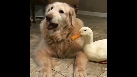 Dog Duck frind ship(((((((c it))))))