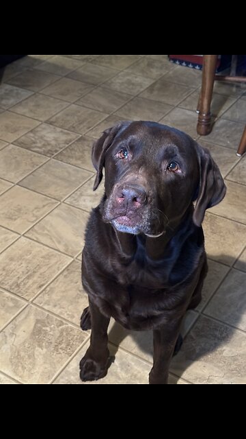 The best service dog