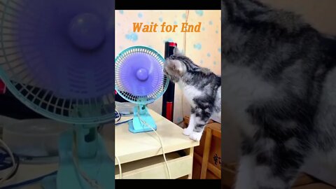 wait for End🤣 Funny Cats Video=10