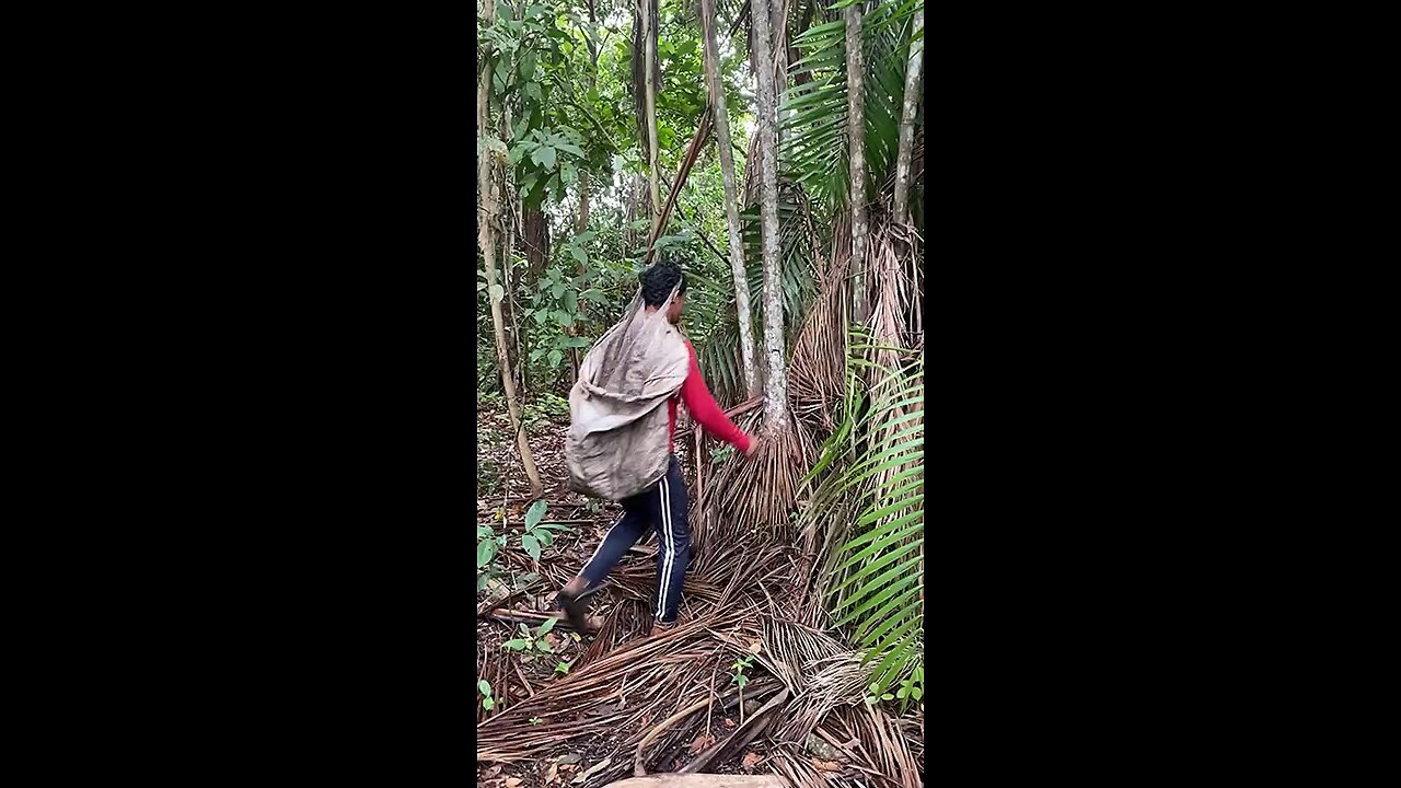 Açaí na Amazônia