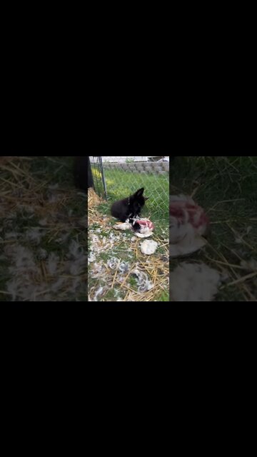 #lycanshepherd enjoying a tasty duck 🦆 🐺 #rawfeeding #lycanshepherdpuppy #prey #shorts