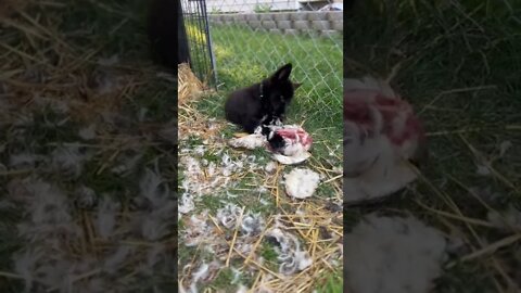 #lycanshepherd enjoying a tasty duck 🦆 🐺 #rawfeeding #lycanshepherdpuppy #prey #shorts