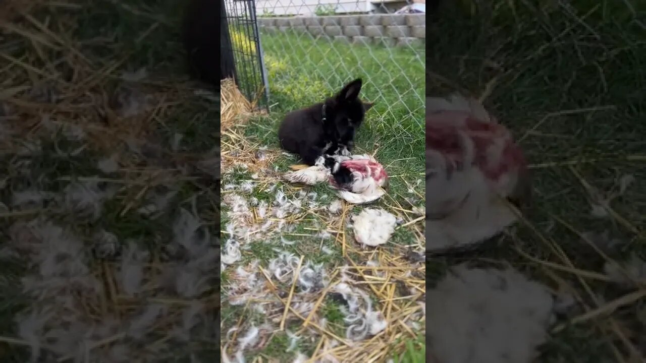 #lycanshepherd enjoying a tasty duck 🦆 🐺 #rawfeeding #lycanshepherdpuppy #prey #shorts
