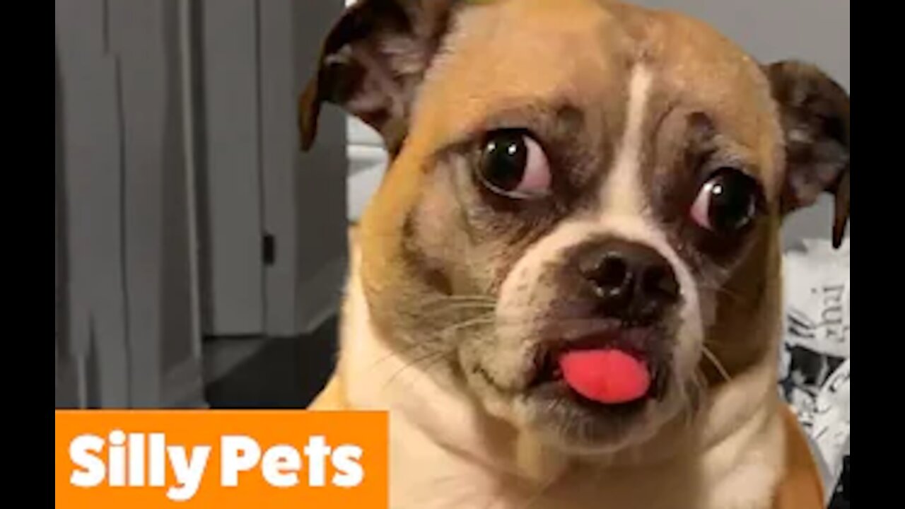 Funny Dog Videos. You will get STOMACH ACHE FROM LAUGHING SO HARD 🤣🐶