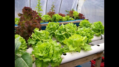 aquaponics