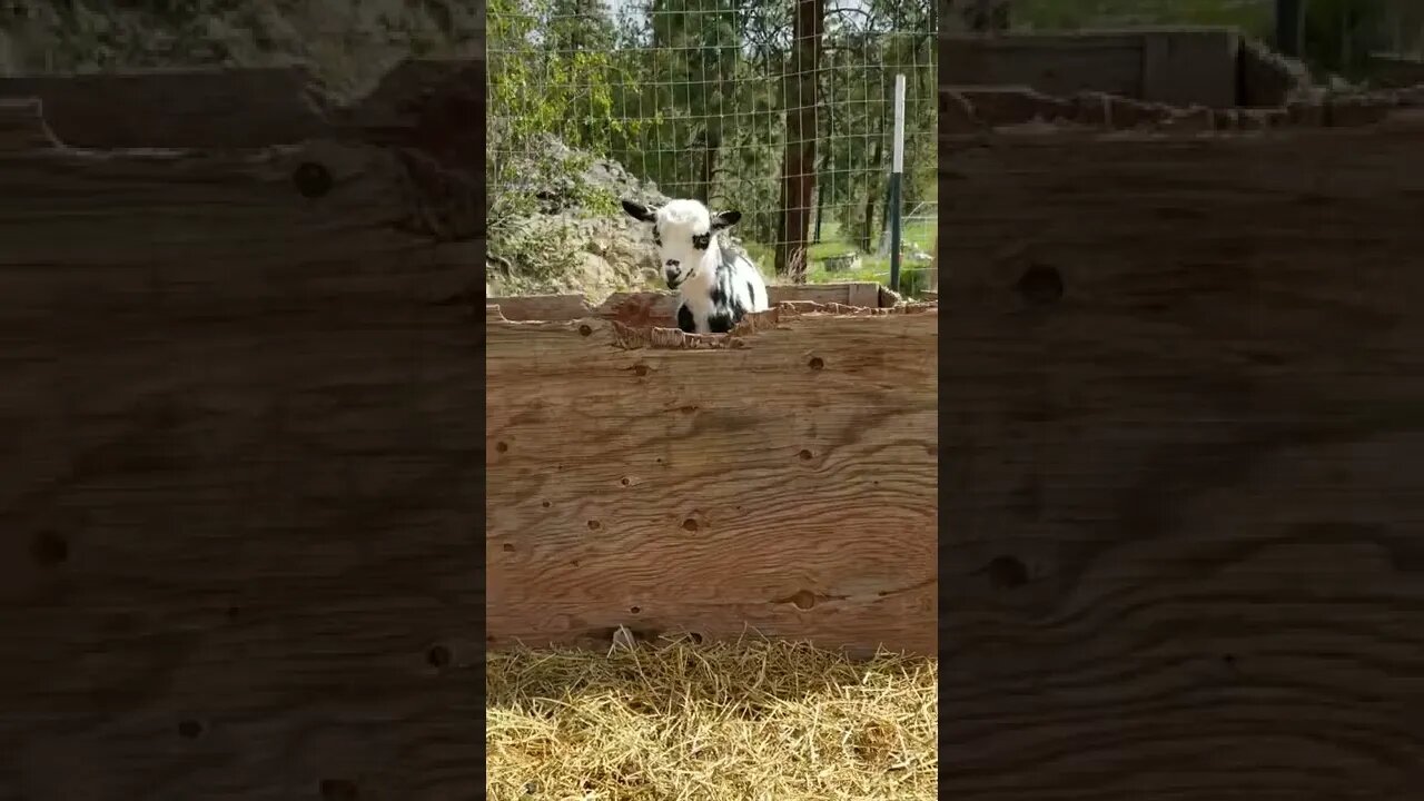 #babygoat #goatkid #farmanimals #cuteanimals #homesteading #homesteadlife #farm #farmlife #cutebaby