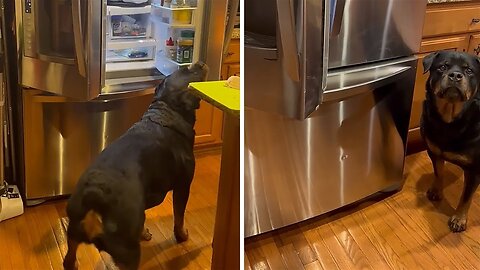 Smart pup knows how to close the fridge on command