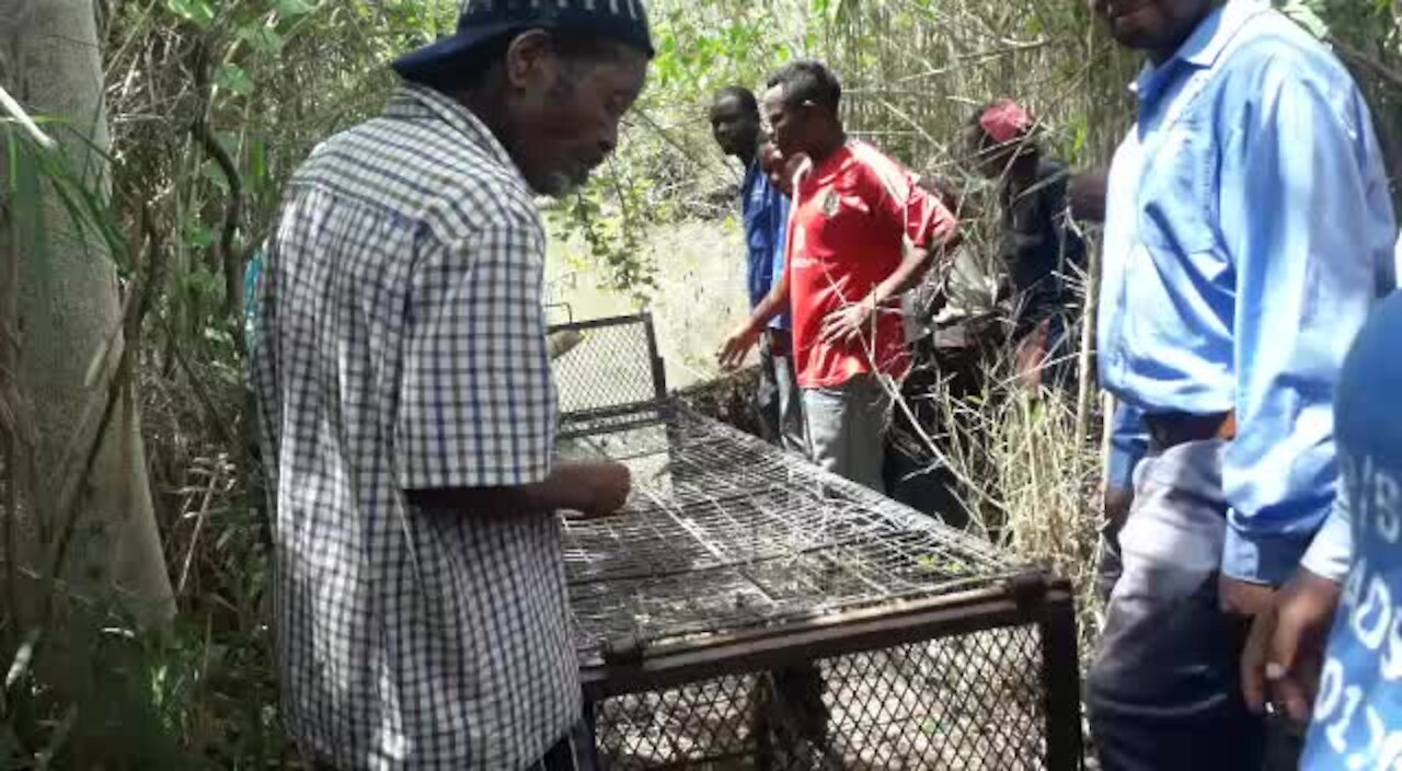 SOUTH AFRICA - KwaZulu-Natal - Crocodile terrorises villagers (Videos) (vCX)