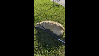 Golden Retriever rolling around in grass