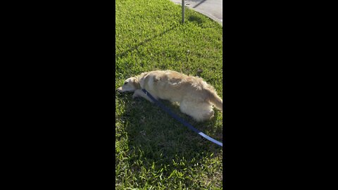 Golden Retriever rolling around in grass