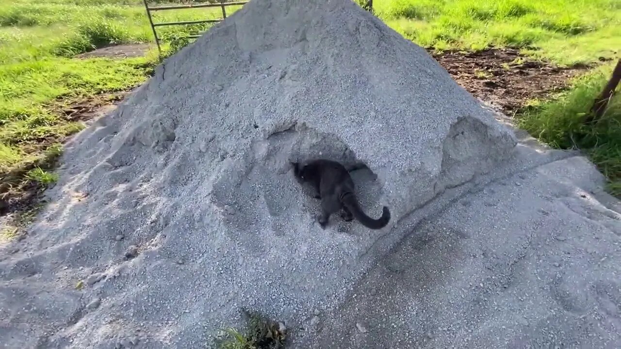 Follow Up To Projects Video On Lime Base - Mokie The Cat Finds His New Litter Box