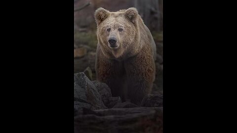 A Story Of The Himalayan Brown Bear
