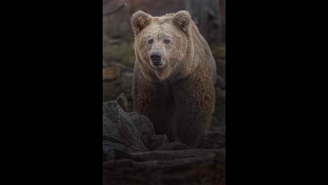A Story Of The Himalayan Brown Bear