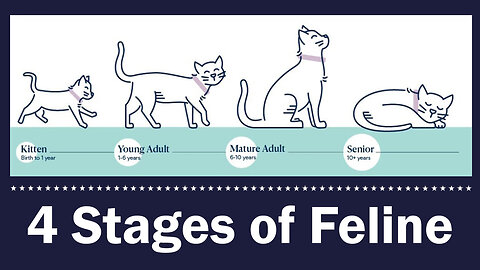 UNDERSTANDING THE 4 LIFE STAGES OF CATS