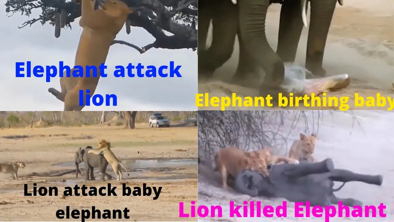 Lion Try to attack Elephant when she birthing baby ||angry elephant ||2022||