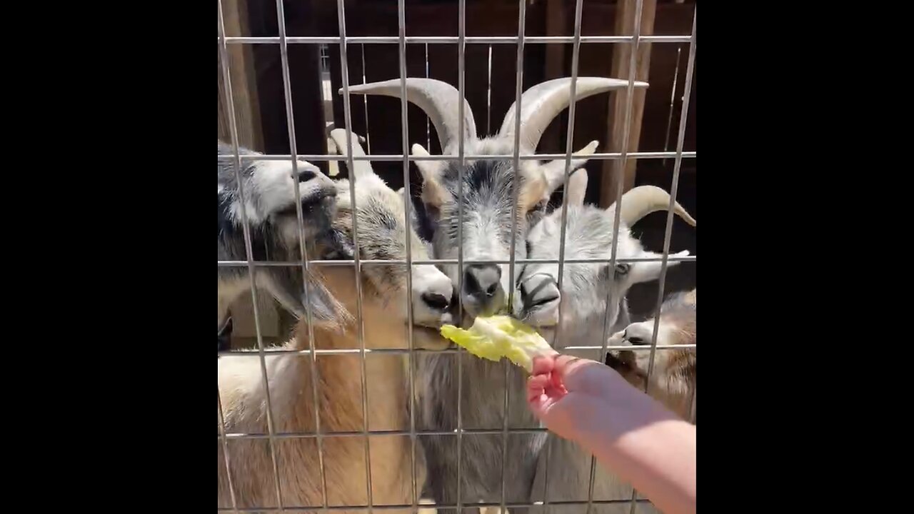 These farm goats go crazy for food!