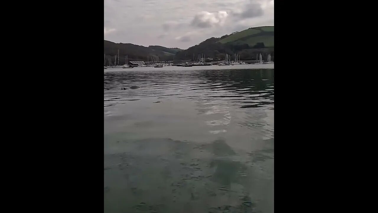 close encounter with a grey seal on the river Dart #seal #sealife #animals #sea #river #wildlife