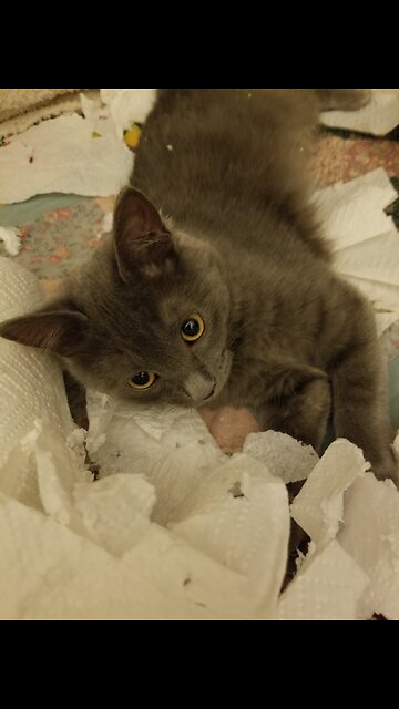 Ella Protecting the...