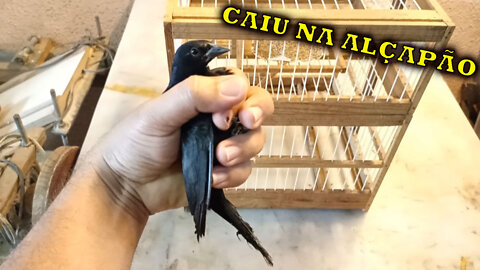 Brazilian black bird capture