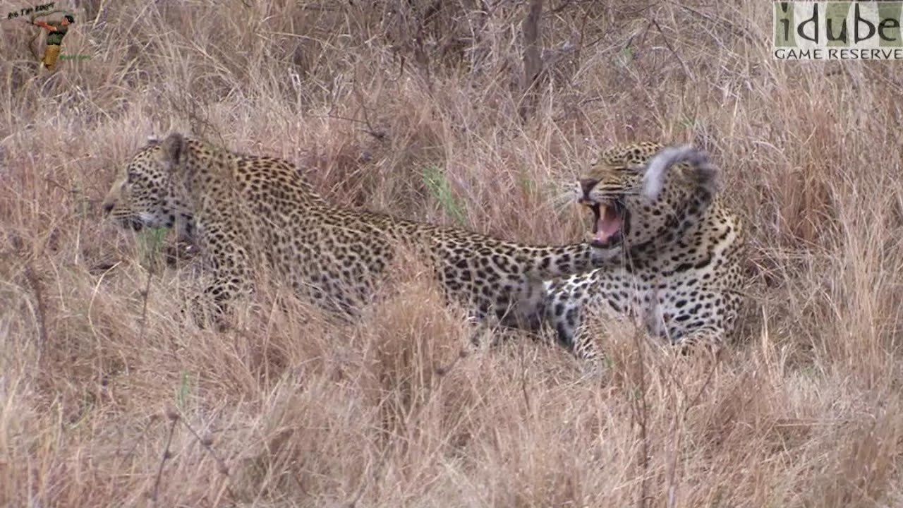 WILDlife: Leopards Pairing - Head on (HD)